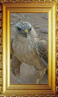 اصقر الجريح