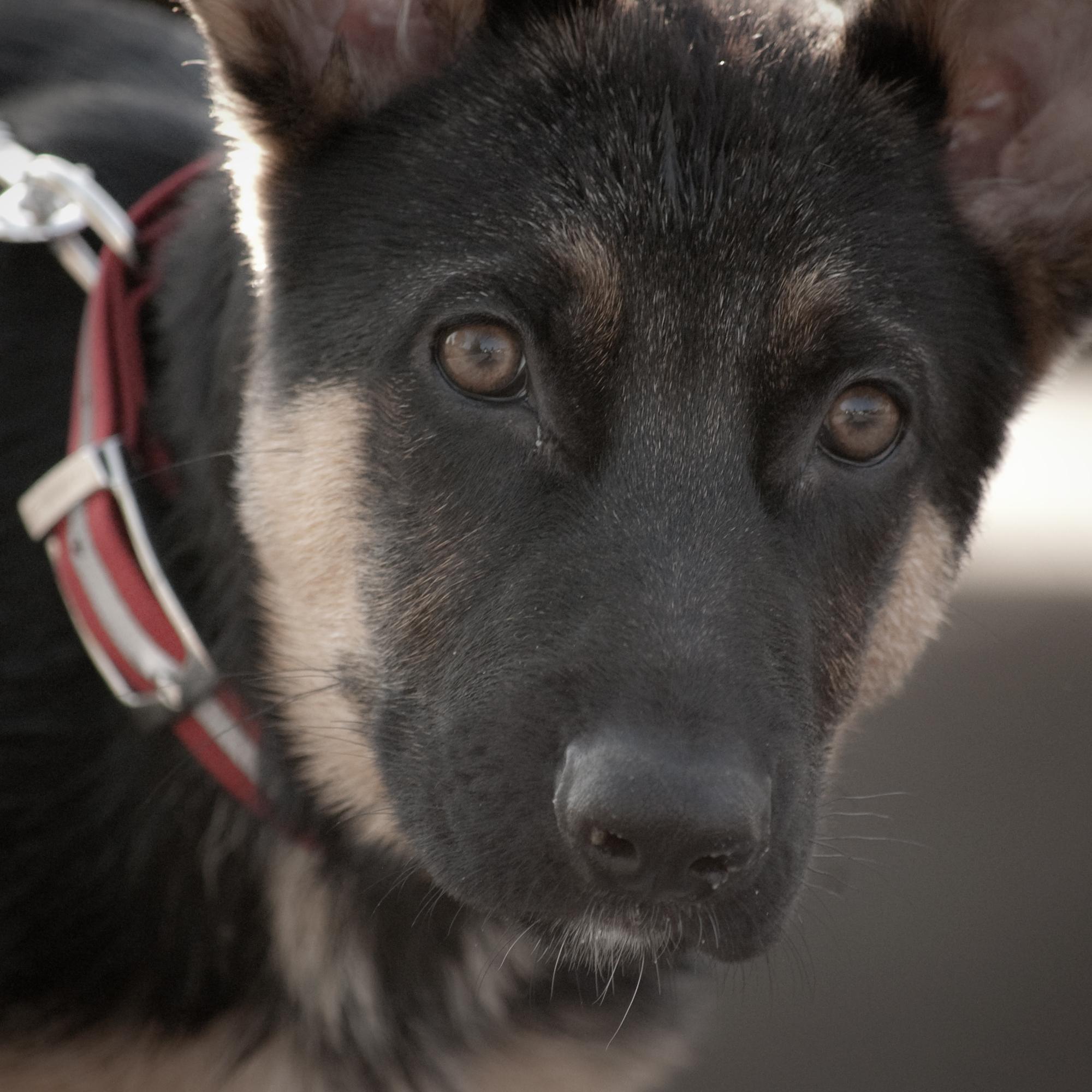 Weighing in at 110lbs.... the Reigning, Undisputed, German Shepherd, Middle Weight Champion of the World! PS: I like long walks in the park! :)
