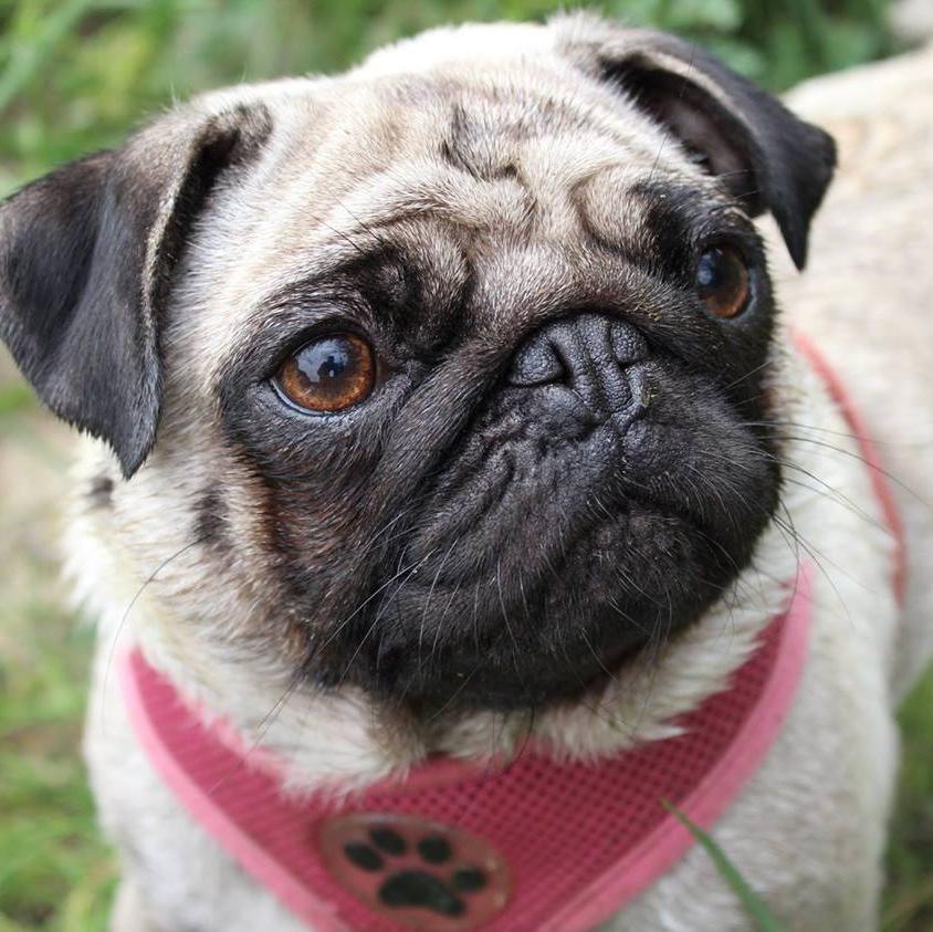 Bear & Co
Im a pug called Bear im on facebook please check out Thisis Bear. when im not checking my p-mail facebooking or tweeting. I model for Selfridges ❤️