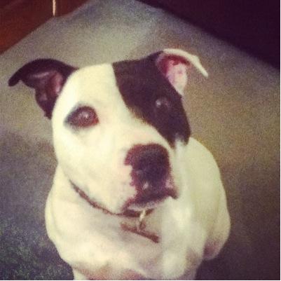 Tom_Carlisle1's profile picture. love video games like all of the COD (favourite:Advanced warfare)and other games like forza horizon,GTA5,minecraft and others