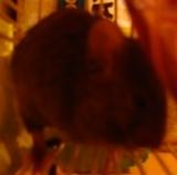 Mr.Wilfred, Mouse Adventurer Extroidonaire!!!