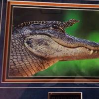 Rob (@rwgator1) Twitter profile photo