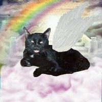 PLAY BOI (@mikalkittyroman) 's Twitter Profile