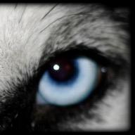 GoHuskyTennis's profile picture. Head Coach Adam Schainblatt