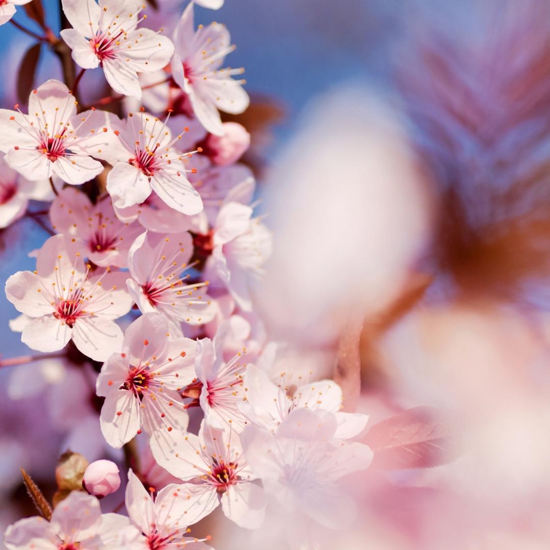 Baranocte's profile picture. 