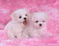 janiris86's profile picture. I'm 17  year old 
I love the color purple
and I love Louis and Harry styles and Louis  Austin eheh