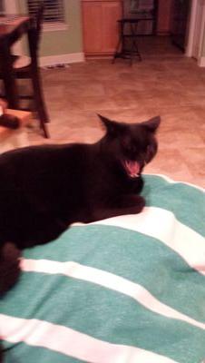 I enjoy sleeping, stalking, hunting, and bringing my mum gifts such as lizards, frogs, and dragonflies.