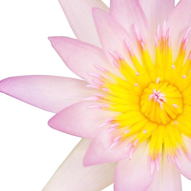 healthysoulyoga's profile picture. 