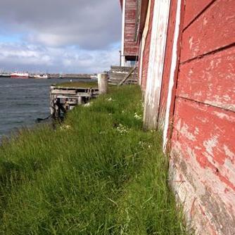 Oppdrettskritikere. Aquaculture in Norway is unethical,unsustainable and a danger for marine habitats and wild species