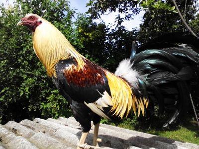 Gallero de corazón
