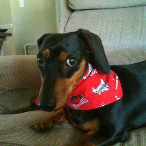 Dad to Jodi-Jakee-Harley-Hannie-Dandee & Ginnee!!!!!! I LOVE DOG’s. PEOPLE NOT SO MUCH!!! WPS!!!!!!!