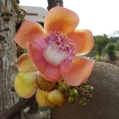 KarunaYao's profile image