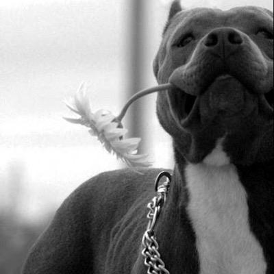 kaitykick's profile picture. Dreadhead. Dog Lover & Pit Bull Advocate. Sensi.420