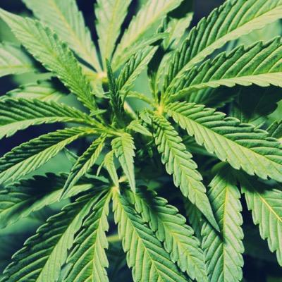 CannaPods offer turnkey, customizable cultivation rooms that give growers the ability to create the perfect growing environment for their plants.