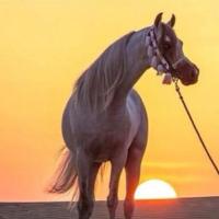 ️️هادي الخزيم〽️ (@hadianzi) 's Twitter Profile Photo