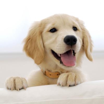 follow for cute pics of dogs! hacked at 700,000 :( tweet me cute pics of your dog and ill post it