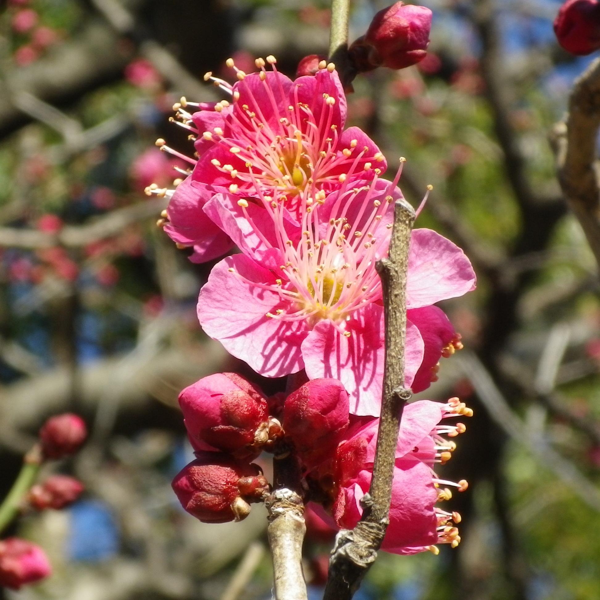 Cooking_Bonsai's profile picture. 