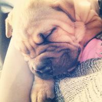 Max the sharpei (@max_the_sharpei) 's Twitter Profile