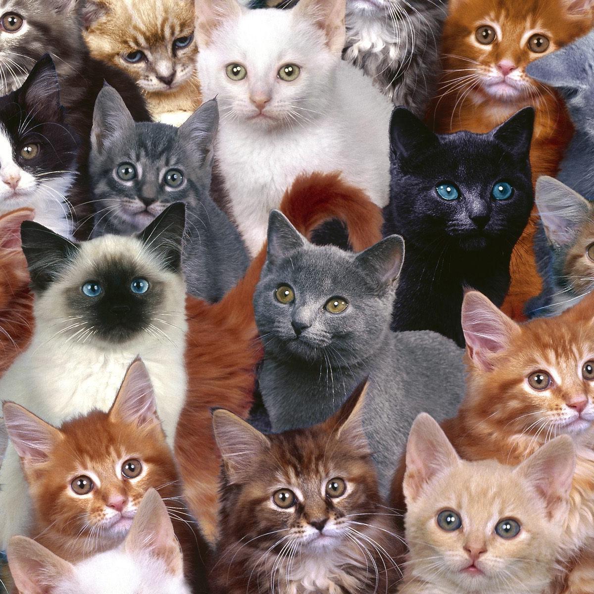 Cat lady problems, we have them too. I also have a hoarding problem.. I like to think it's more of a collection.