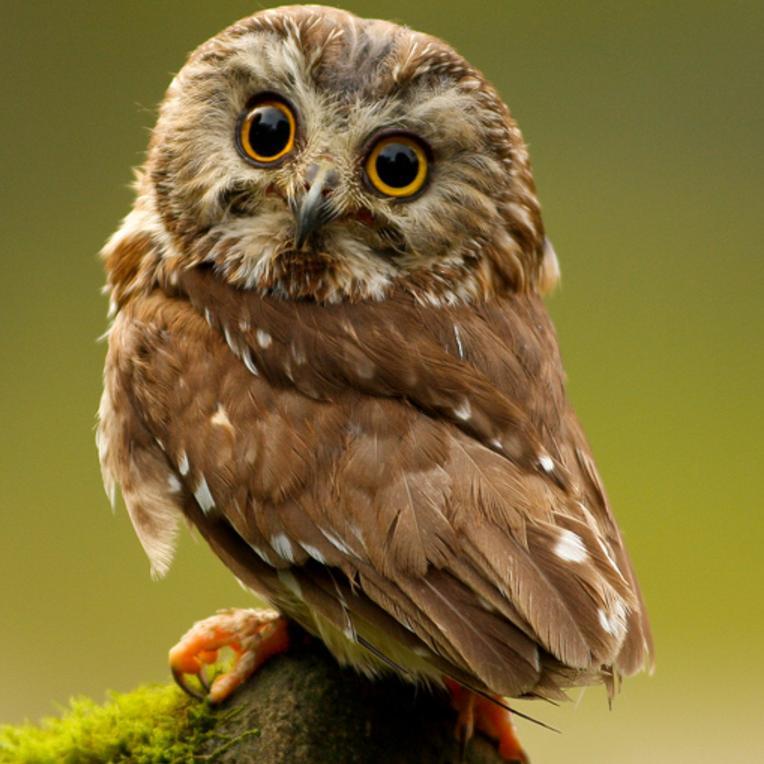 Passionate bird photographer | Nature enthusiast | Political observer | Multilingual explorer