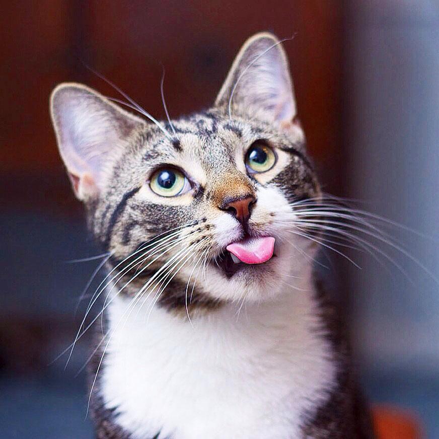 Mischievous tabby boy named Sly.
Instagram: @slythetabby