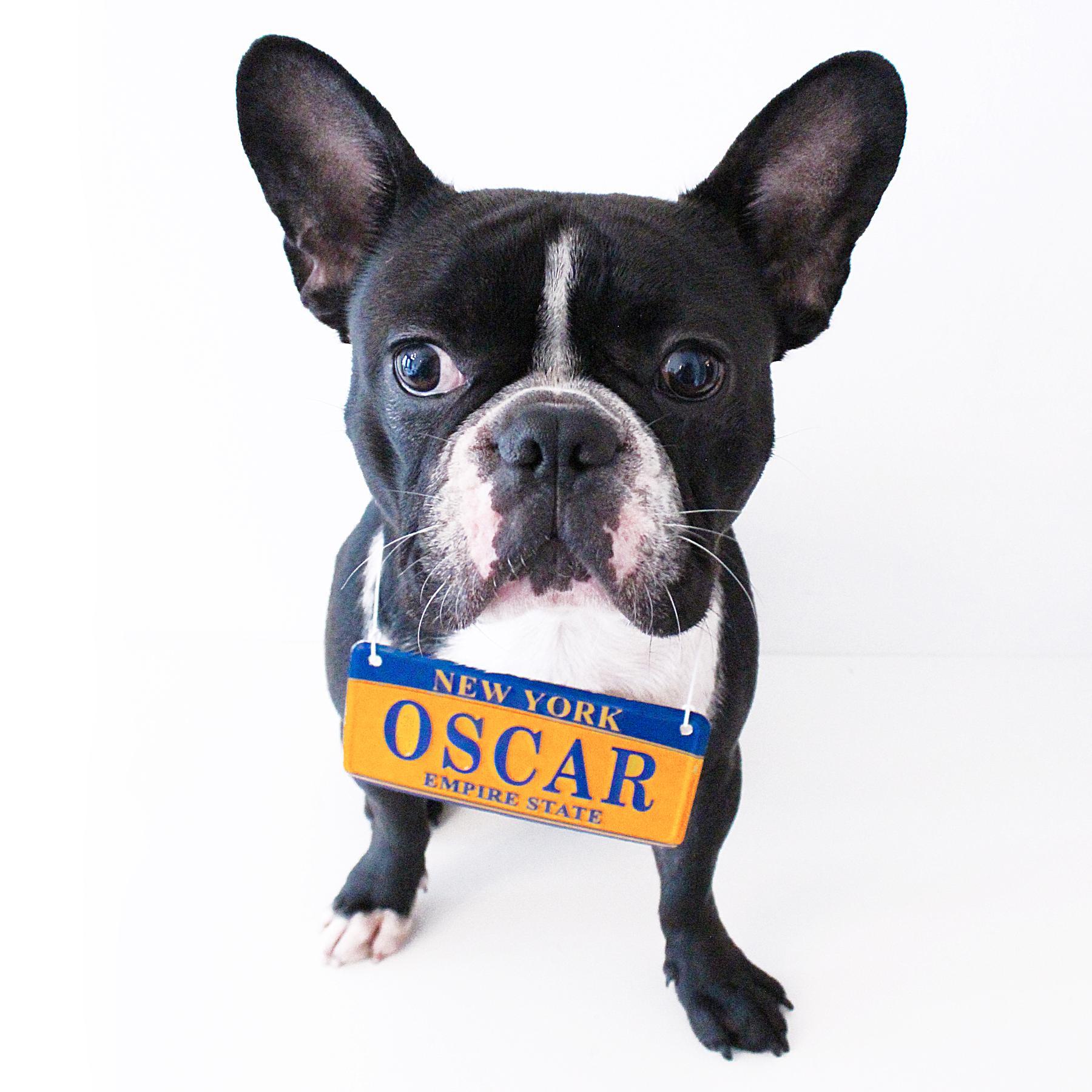 Follow my adventures on Instagram: @oscarfrenchienyc - Media inquiries: oscar@oscarfrenchienyc.com