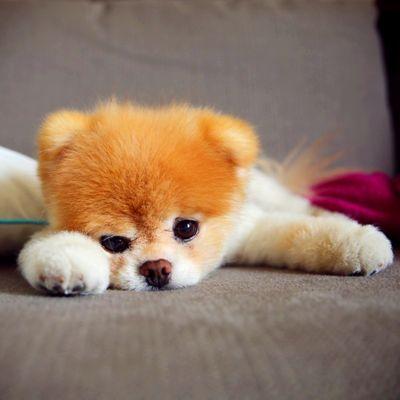 I_♥_U kicii my dogii