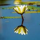 Ramya Pramod (@5be432c5f01c4f6) Twitter