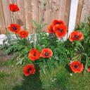 Joan Waring - @WaringJoan - Twitter