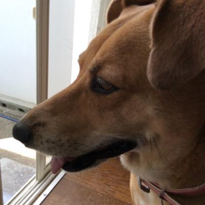 わんちゃん大好き
