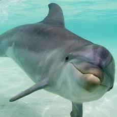 23,000 dolphins are slaughtered every year in Taiji,Japan. The dolphins have the same awareness and emotions as us. They know they are being slaughtered.