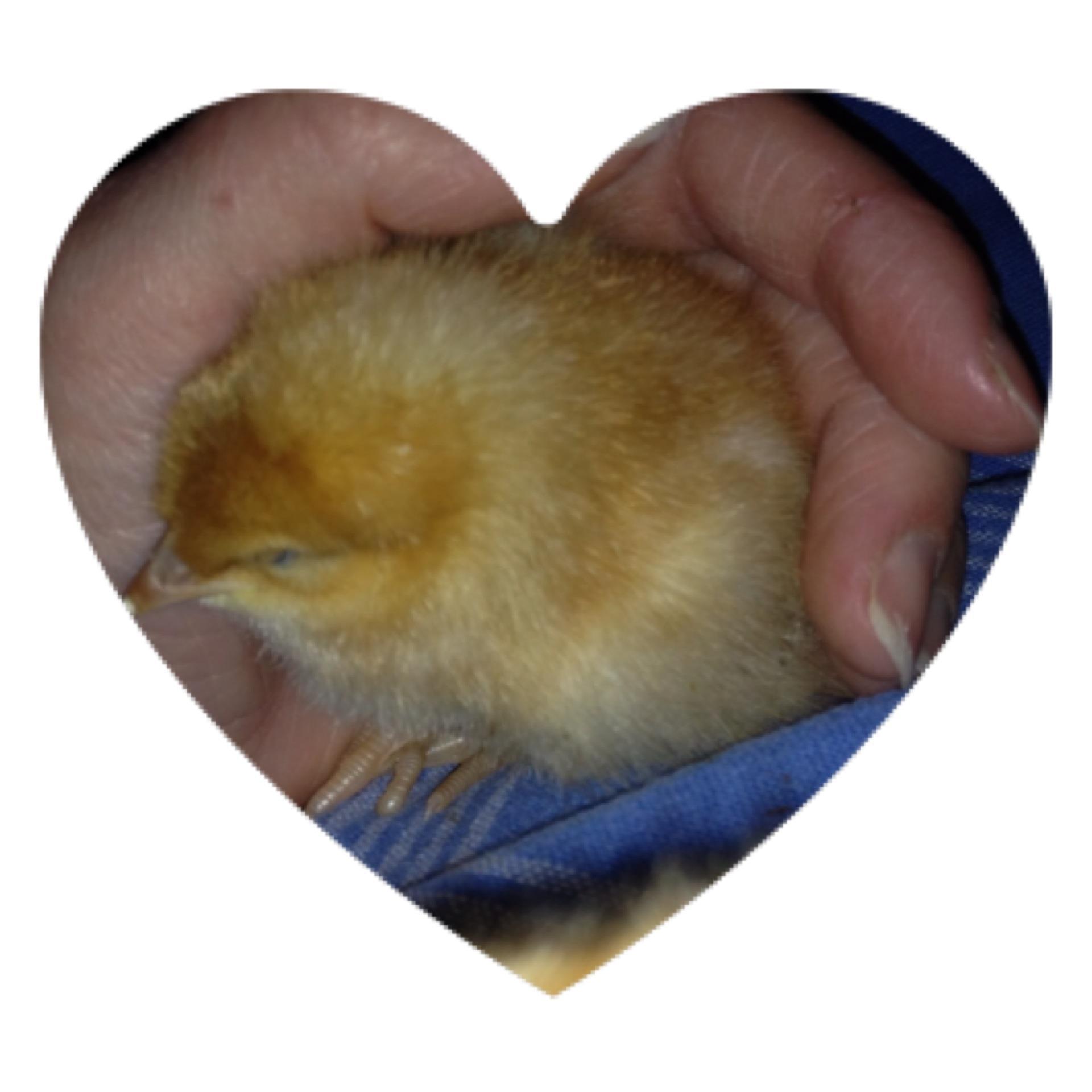Chicken Sanctuary