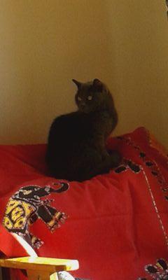 GScervino's profile picture. 