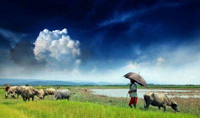 Welcome to Natural Bangladesh here you'll find everyday lives, food, cultural of Bangladesh.