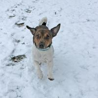 BonesDerKnochenjäger (@der_bones) 's Twitter Profile