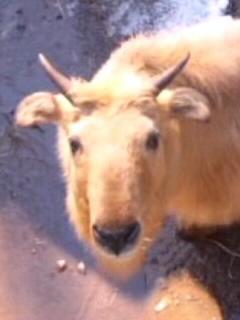 Kazz 池田動物園 ゴールデンターキン 1990 8 11来園 中国動物園協会より受贈 国外での展示は世界初 シンシン 申申 1歳8ヶ月 意味 広い大地 シャンシャン 茜茜 4歳 意味 美しい女性 2頭共に1998年に死亡 Kazz 池田動物園 ゴールデンターキン 1990 8 11来園 中国動物園協会より受贈 国外での展示は世界初 シンシン 申申 1歳8ヶ月 意味 広い大地 シャンシャン 茜茜 4歳 意味 美しい女性 2頭共に1998年に死亡