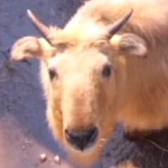 Kazz 池田動物園 ゴールデンターキン 1990 8 11来園 中国動物園協会より受贈 国外での展示は世界初 シンシン 申申 1歳8ヶ月 意味 広い大地 シャンシャン 茜茜 4歳 意味 美しい女性 2頭共に1998年に死亡 Kazz 池田動物園 ゴールデンターキン 1990 8 11来園 中国動物園協会より受贈 国外での展示は世界初 シンシン 申申 1歳8ヶ月 意味 広い大地 シャンシャン 茜茜 4歳 意味 美しい女性 2頭共に1998年に死亡