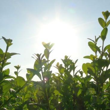 Teler van Buxus en Prunus. Lid van Wildbeheergroep Meerlosebaan en Jagersvereniging Blitterswijck Natuurmens, baasje van Aico