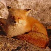 Pays tax in the UK 💙💛(@sleepyfox) 's Twitter Profile Photo Pays tax in the UK 💙💛(@sleepyfox) 's Twitter Profile Photo