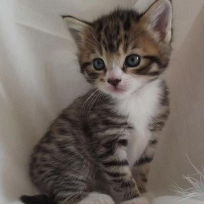 8 weeks old in cat form. 800 years in demon form. Protector of @SheOfDarkFlames. #NoSex
