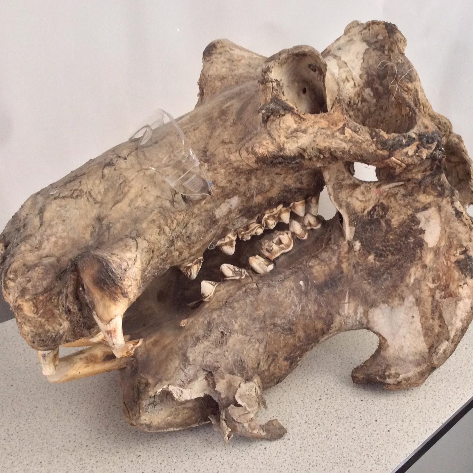 StHildasBiology's profile picture. 