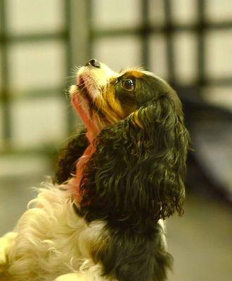 I'm a cavalier with Syringomyelia, I love to perform and compete in doggie dancing with my lady servant and I have also been in a movie!!!