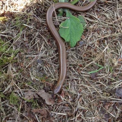 natuur drents friese wold, dwingelderveld, wadden,vogels,insecten ,
bijen, camperen,zwartzaadolie gebruiker