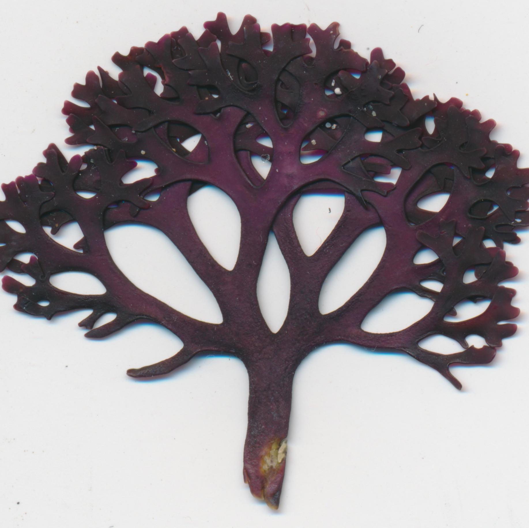 aGemEye_Arts's profile picture. Artist/ an Adrenaline Sport & Music Festival Lover/ Snowboarder / a Doer and a Dreamer who believes anything is possible.