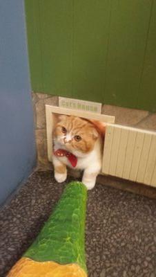 可愛い可愛いのせ猫達を紹介するBotです♪普通の猫ちゃんも載せることありです！