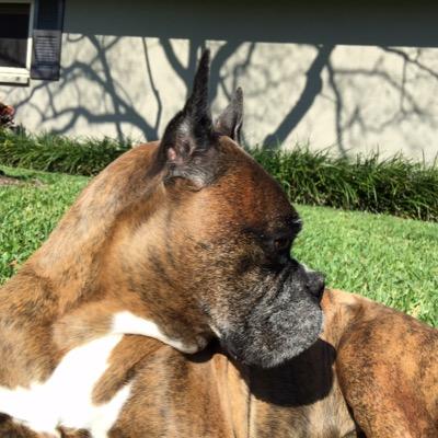 ThinkTheLoudest's profile picture. https://t.co/GqlNrDHMGS …Staying 1 step ahead of the masses..Kick ass survivor..Part time contrarian...Independent thinker..I love Boxers…#TTGFam..#MSOGang