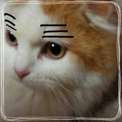 octopus_1030's profile picture. いぎねこかわいい(=言ω言=)/ ましゅー /成人済
