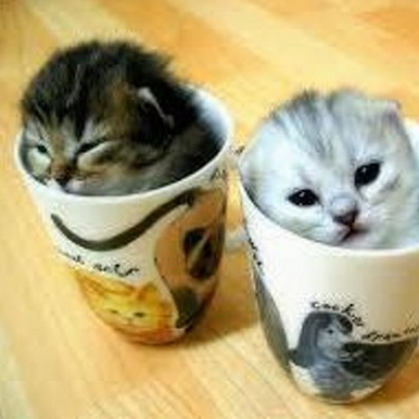 癒しのかわいい動物画像 Copycykabeg Twitter 癒しのかわいい動物画像 Copycykabeg Twitter
