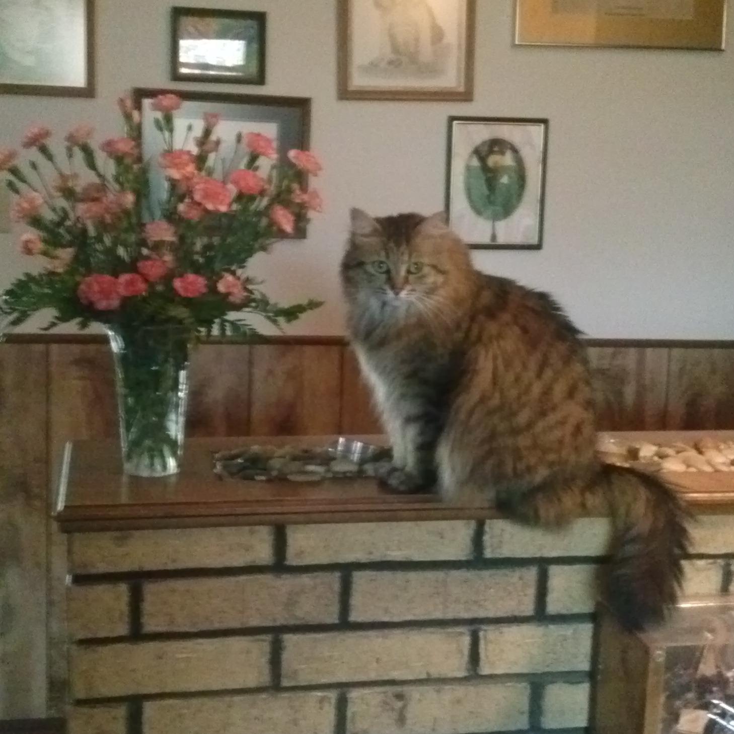 PurrCKat1's profile picture. We have everything you need for the ones you Love.....Dogs too.