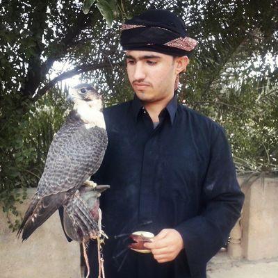 صيد الصقور تاجر الصقور